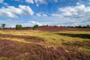 Blühende Lüneburger Heide im Sommer unter blauem Himmel mit Wolken