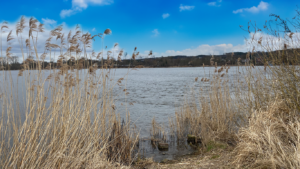 Das Ufer in der Elbmarsch