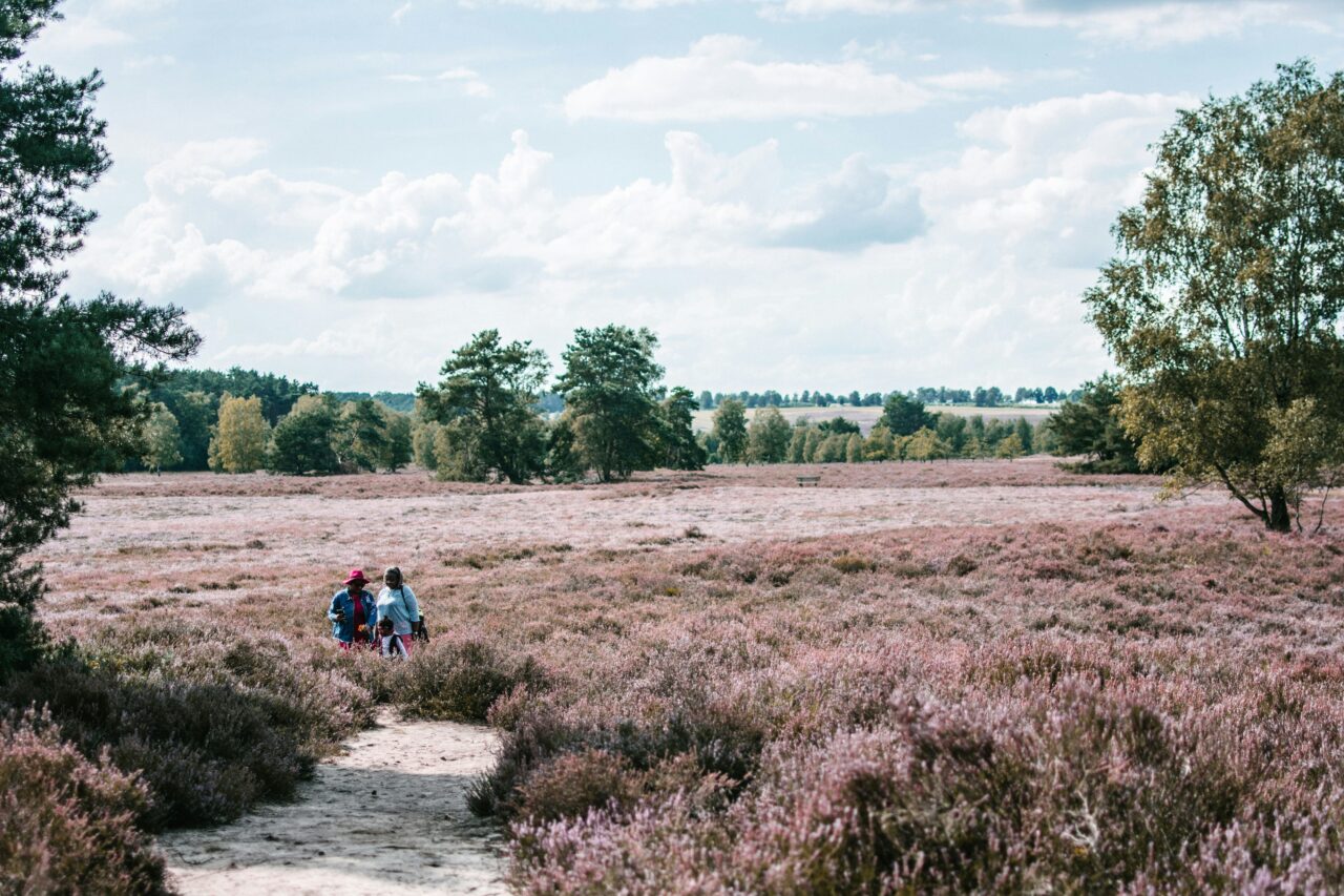Zwei Menschen laufen den Heidschnuckenweg in der Heide im Landkreis Harburg und die Heide blüht lila, rosa