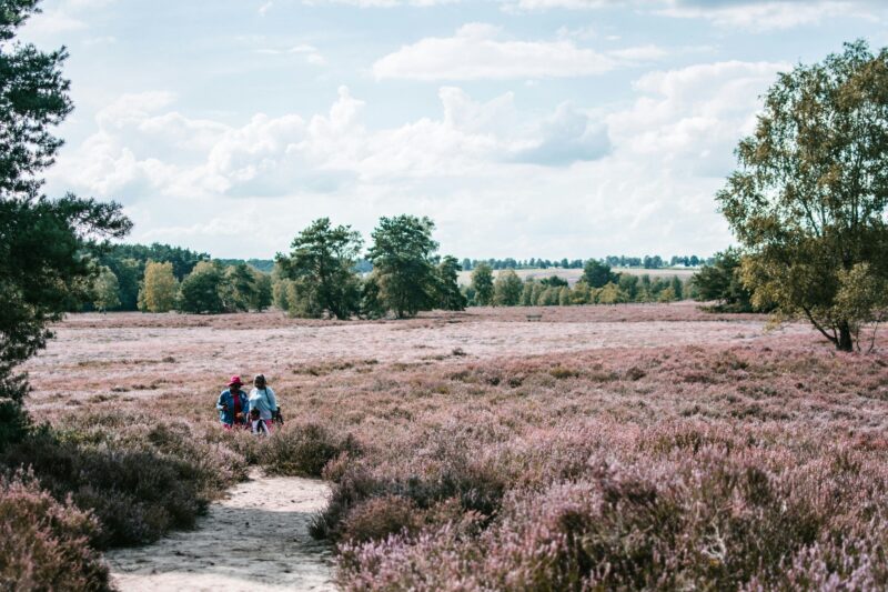 Zwei Menschen laufen den Heidschnuckenweg in der Heide im Landkreis Harburg und die Heide blüht lila, rosa