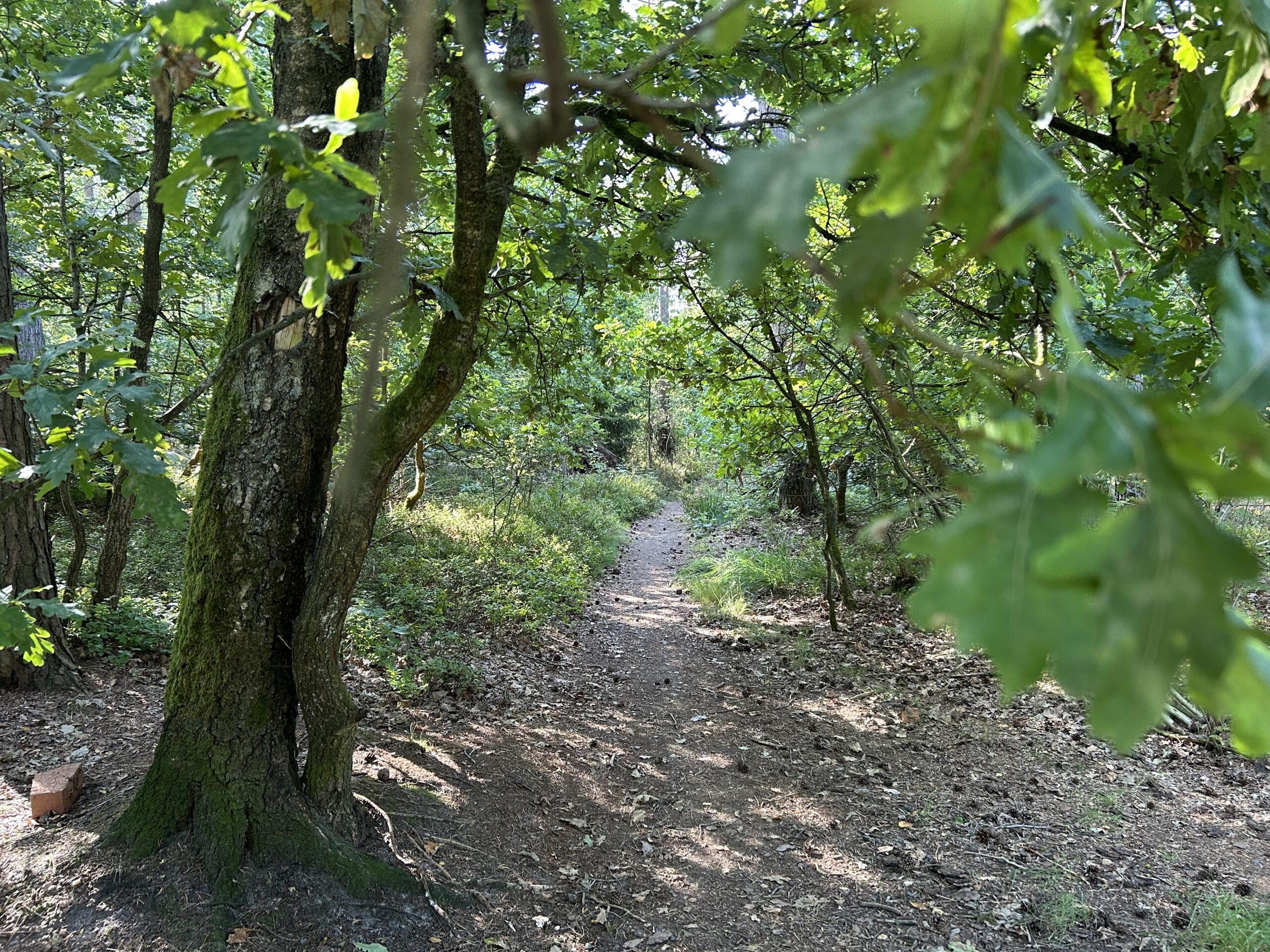 Wanderweg in der Heideschleife. Ein schmaler Weg mit Bäumen und vielen grünen Blättern.
