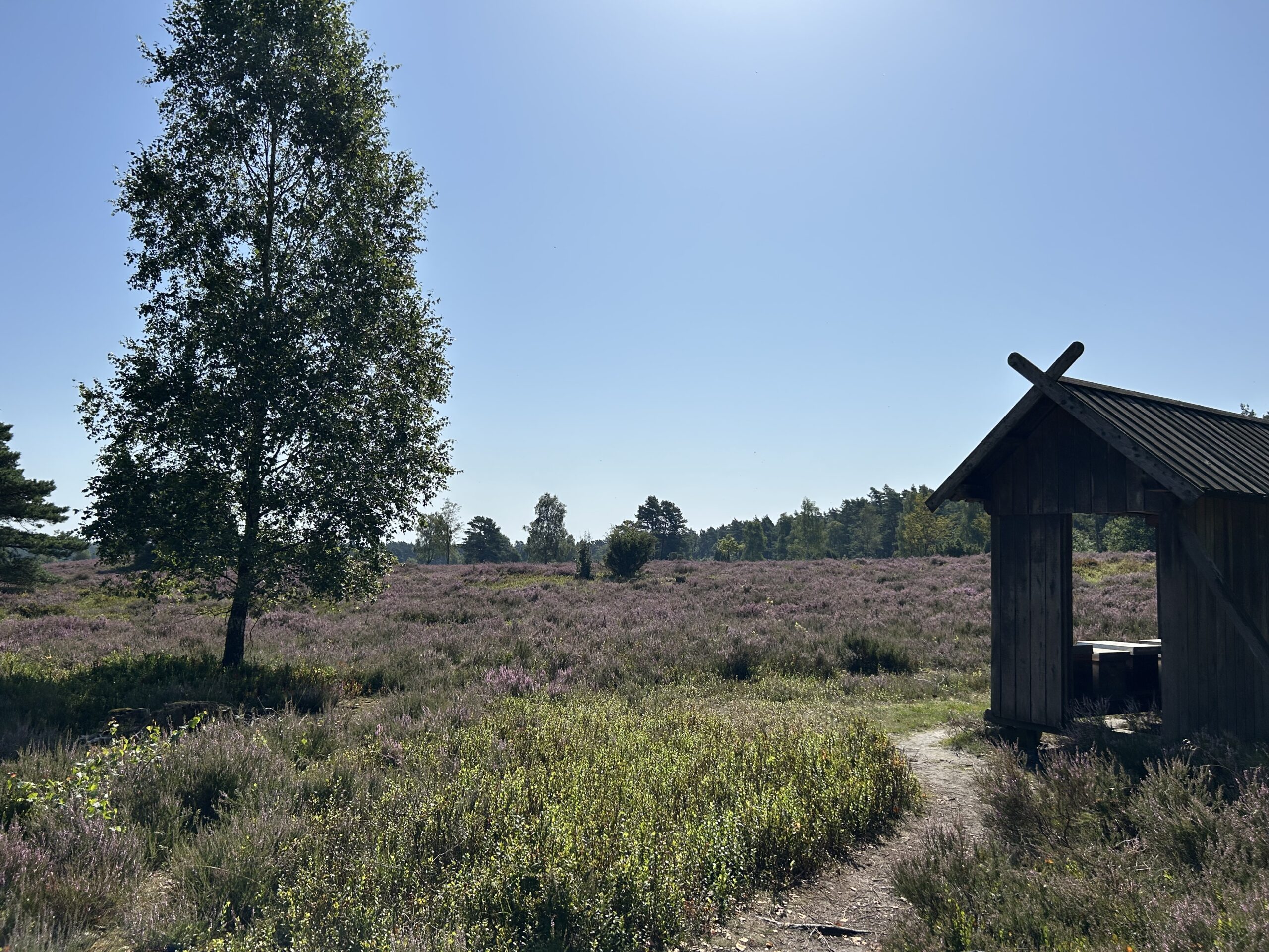 Das Büsenbachtal mit der blühenden Heide und einem Häuschen mit einem Bienenstock. Links steht ein großer Baum.