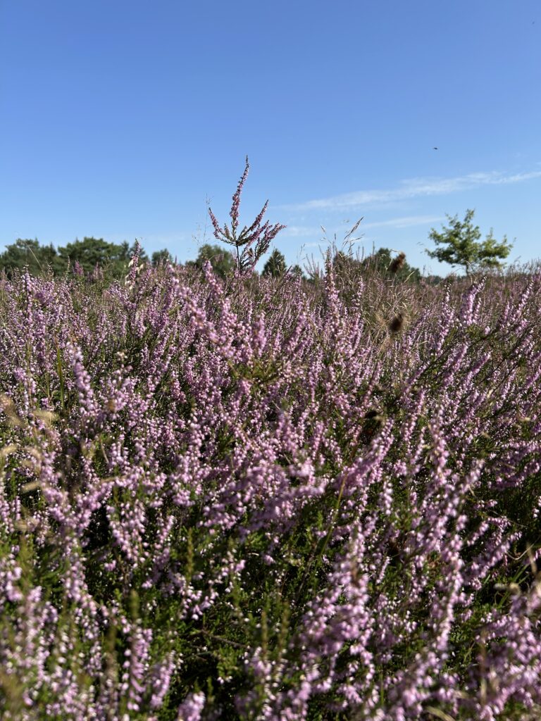 Detailsaufnahme der blühenden Heide mit einem schönen Fliederton.