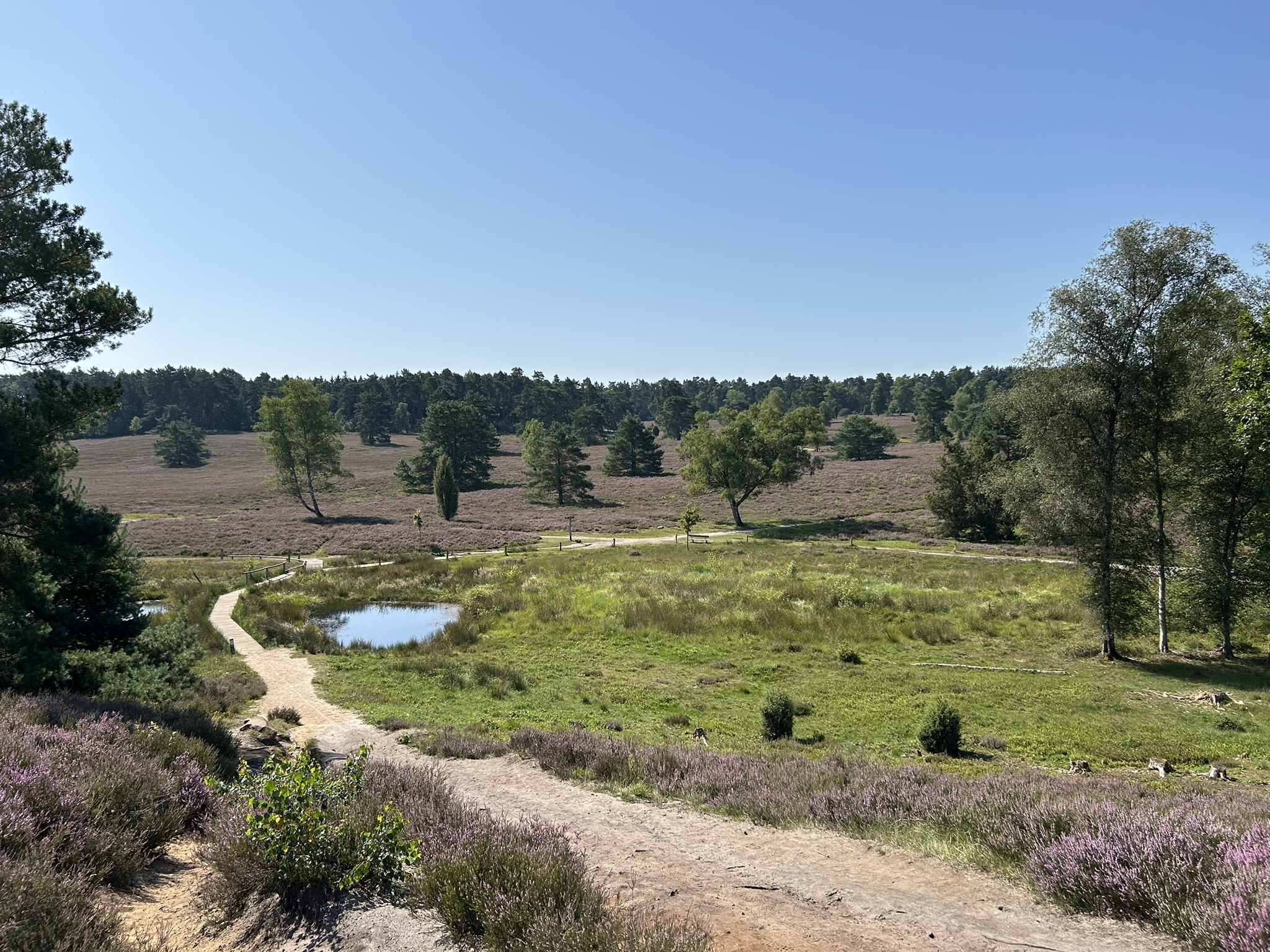 Der Pferdekopfabschnitt der Heideschleife. Ein Blick von einem Berg in ein kleines Tal hinwein. Wasser, Wiesen und die blühende Heide.
