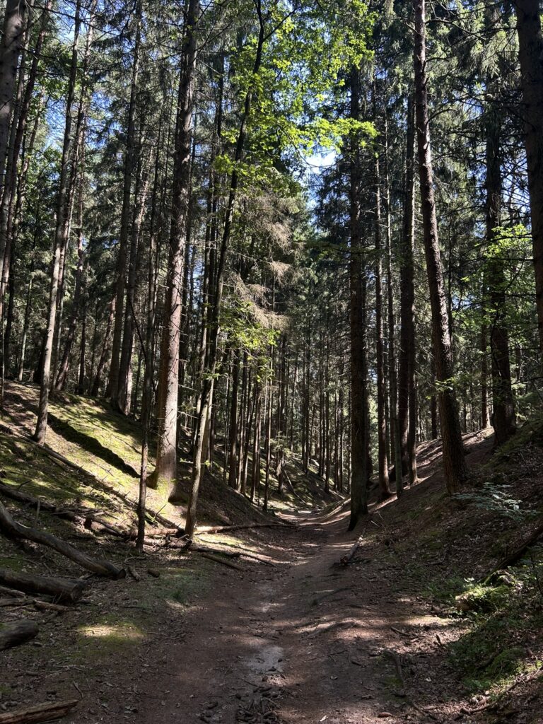 Die Höllenschlucht. Ein schmaler Weg schlängelt sich durch hohe dünne Bäume.
