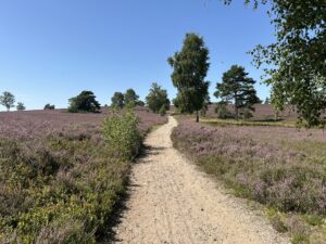 Ein Wanderweg auf der Heideschleife umgeben von der blühenden Heide.