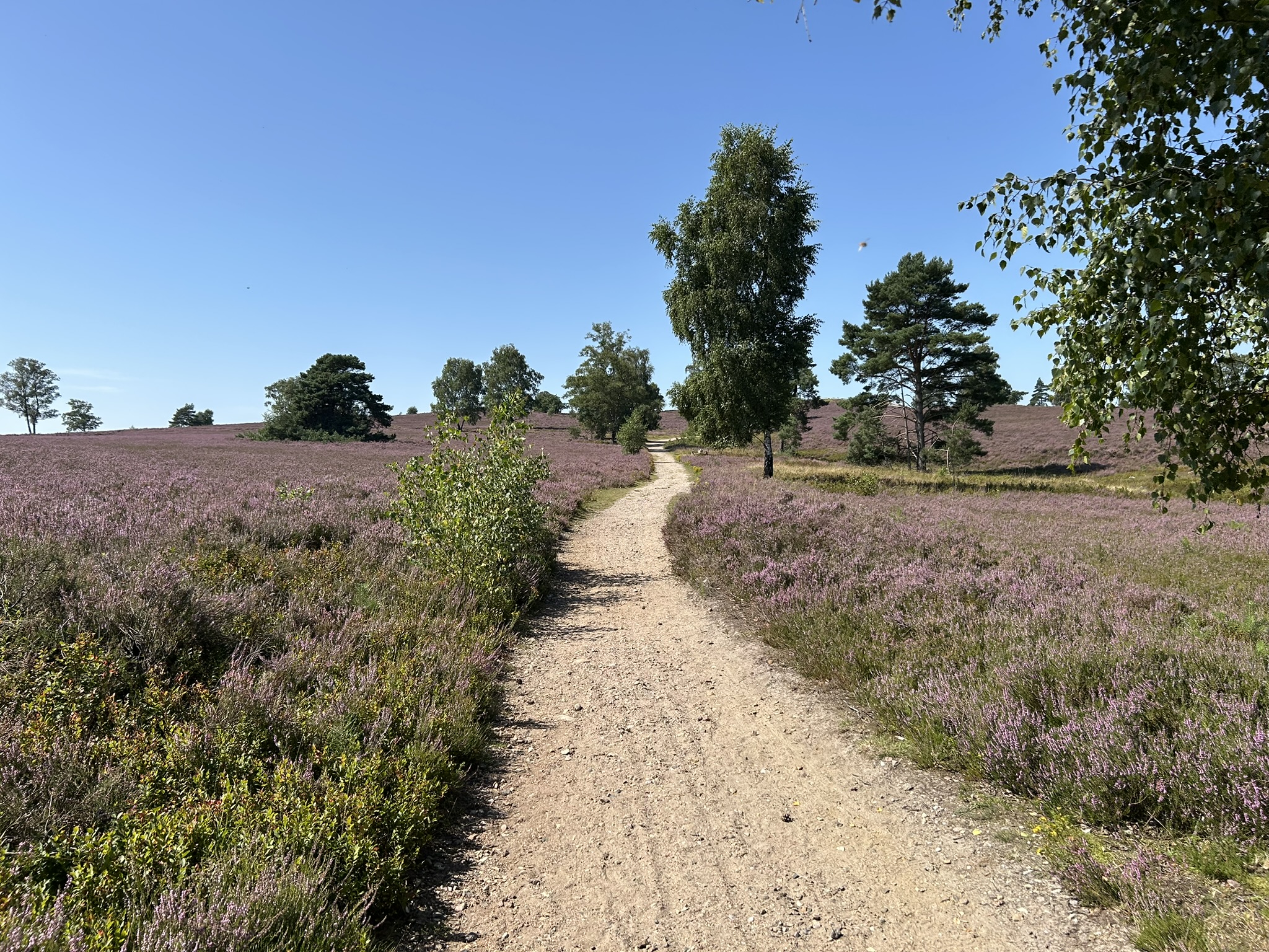 Ein Wanderweg auf der Heideschleife umgeben von der blühenden Heide.