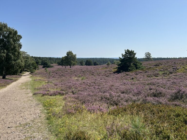 Die Heideschleife führt an blühender Heide entlang mit klarem blauen Himmel