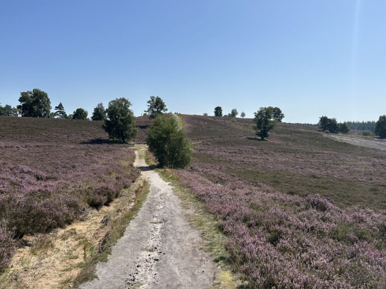 Ein Weg führt genau durch die blühende Heide mit strahlend blauem Himmel.