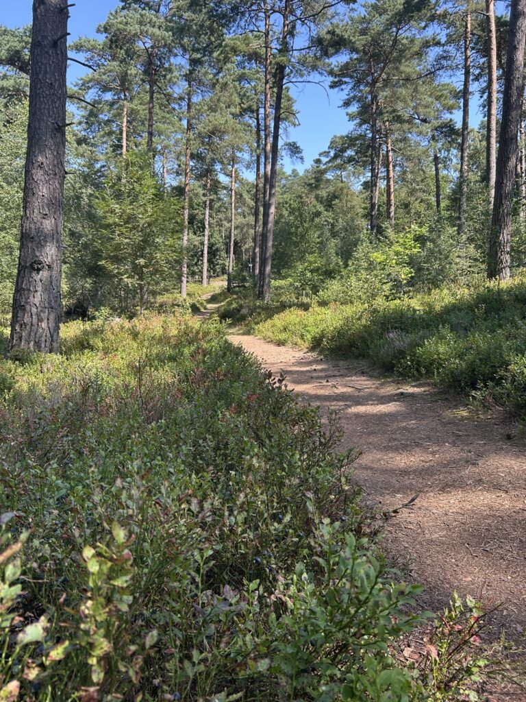 Ein Wanderweg mit Heidelbeersträuchern am Rand.