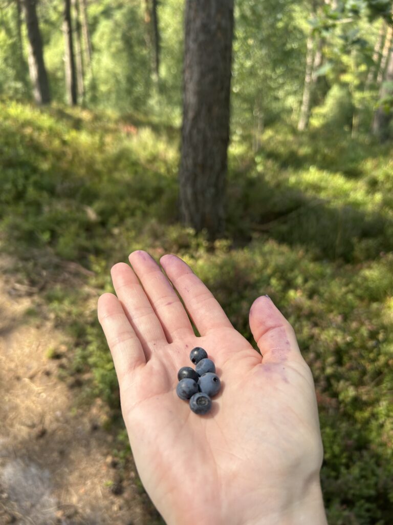 Sechs Heidelbeeren liegen auf einer ausgestreckten Hand.