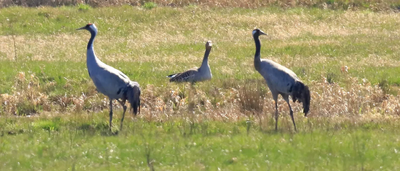 Kranichpaar im Biosphärenreservat Niedersächsische Elbtalaue