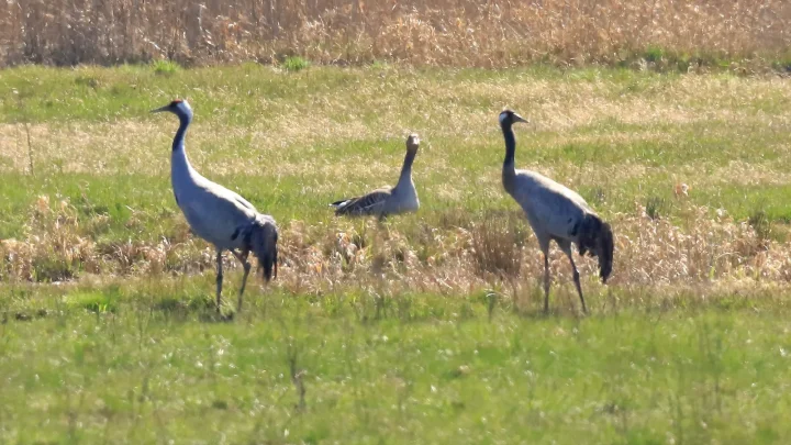 Kranichpaar im Biosphärenreservat Niedersächsische Elbtalaue