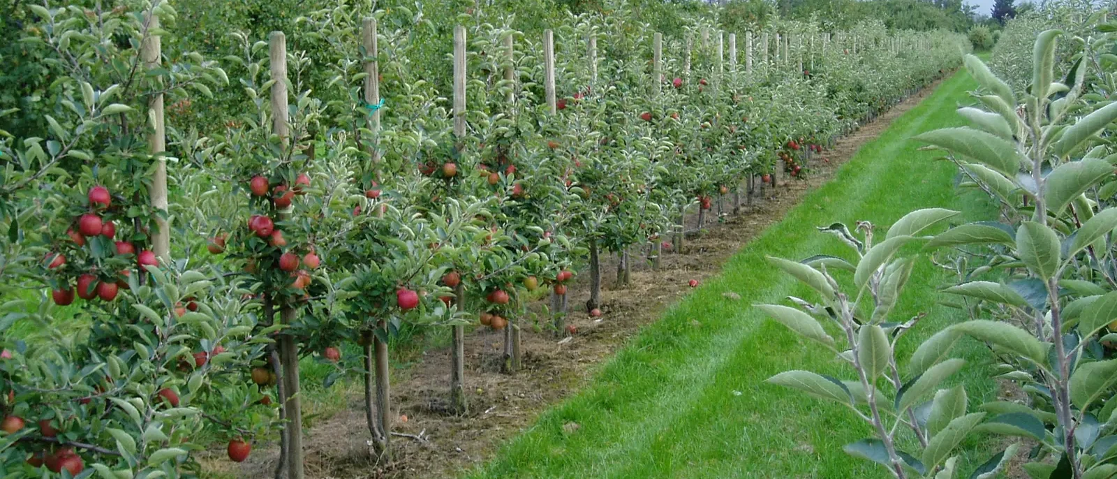 Obstplantage im Alten Land bei Jork mit Baumreihen zwischen Entwässerungsgräben