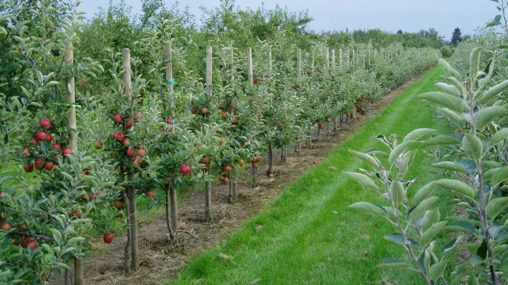 Obstplantage im Alten Land bei Jork mit Baumreihen zwischen Entwässerungsgräben