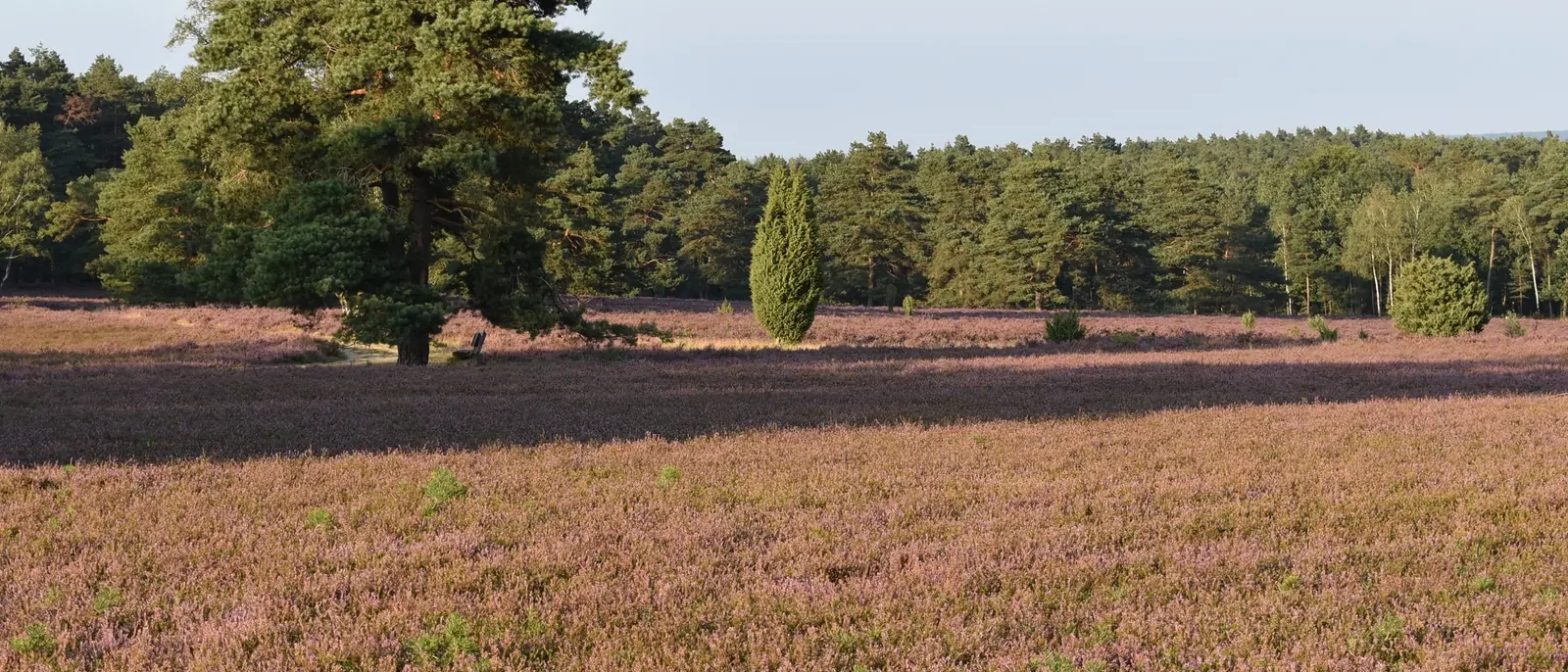 Blühende Heide auf dem Höpener Berg bei Schneverdingen im Heidekreis