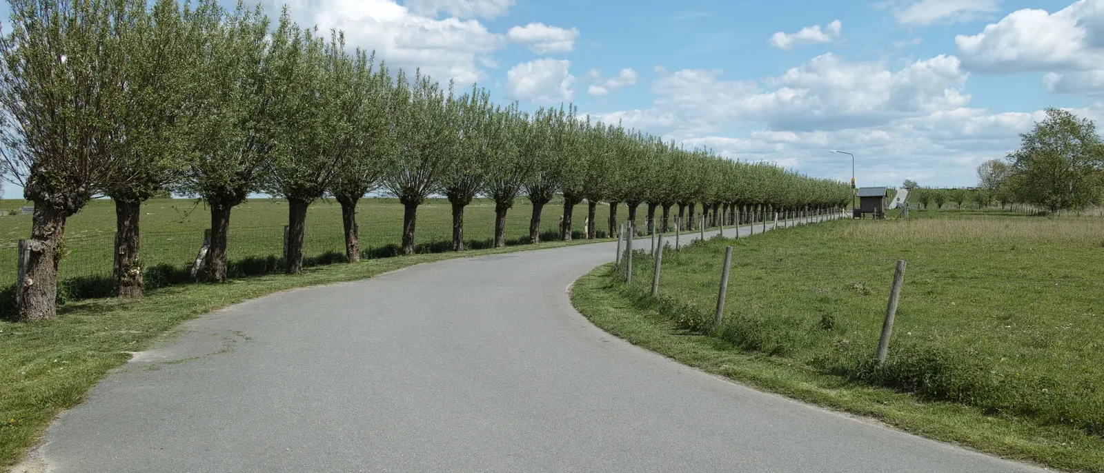 Weidenallee bei Kehdingen im Landkreis Stade, Bäume säumen eine schmale Straße durch die Marsch