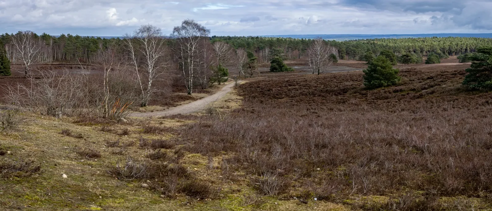 Weiter Blick vom Brunsberg bei Sprötze nach Westen über Heide und Wald der Lüneburger Heide