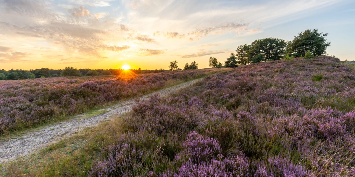 Die Heide während der Blüte und des Sonnenaufgangs