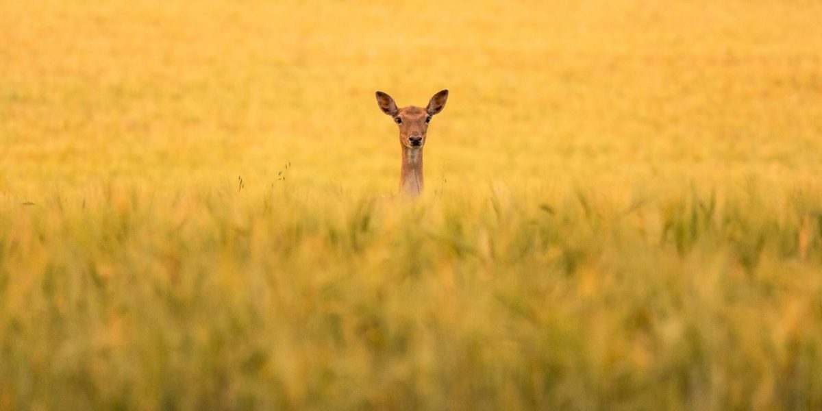 © Daniel Mirlea, Unsplash